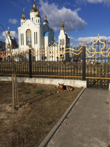 chernihiv stray dog